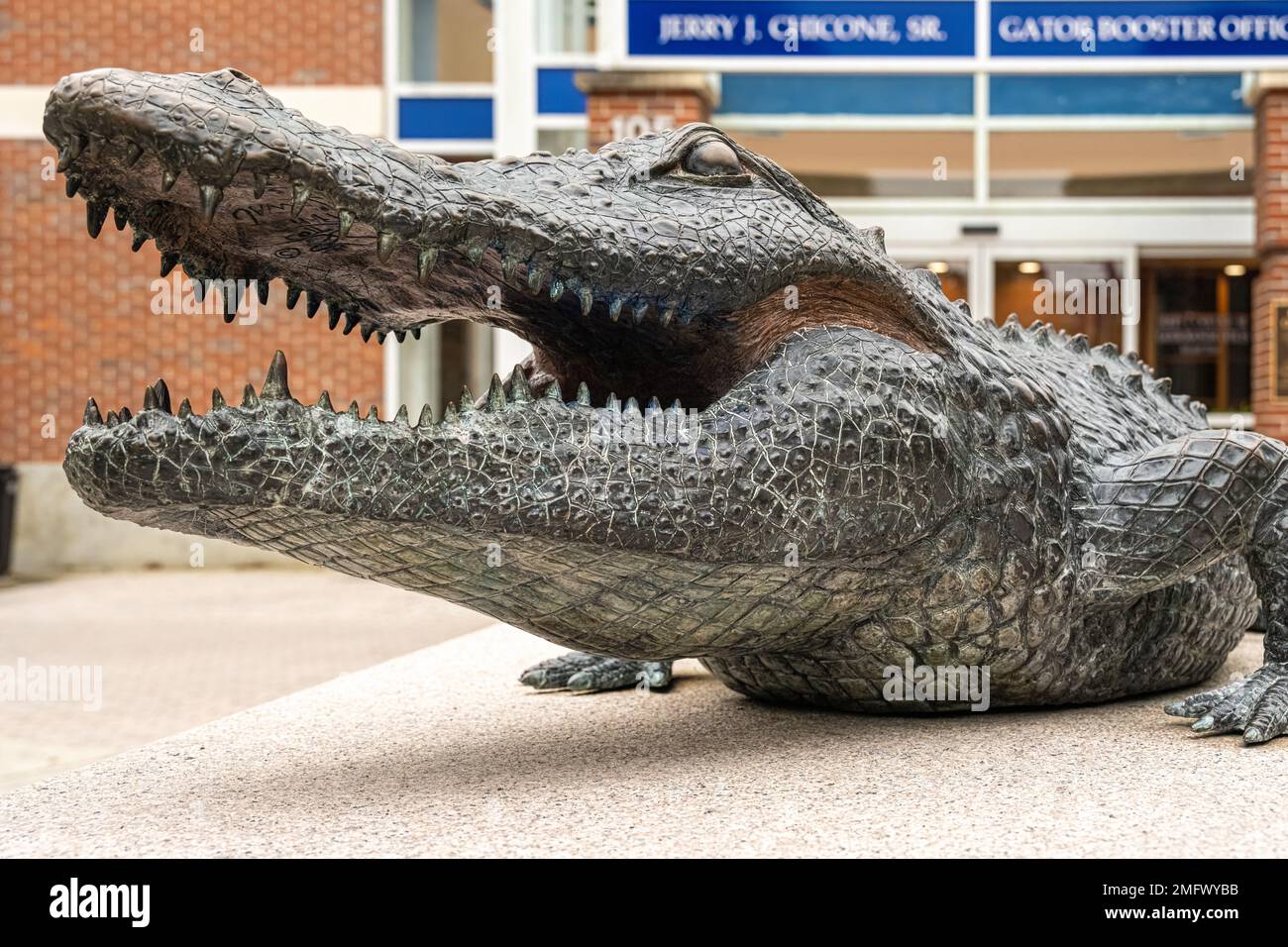 Statua del Florida Gator fuori dal Gator Booster Office presso il ben Hill Griffin Stadium (noto anche come "The Swamp") nel campus dell'Università della Florida. Foto Stock
