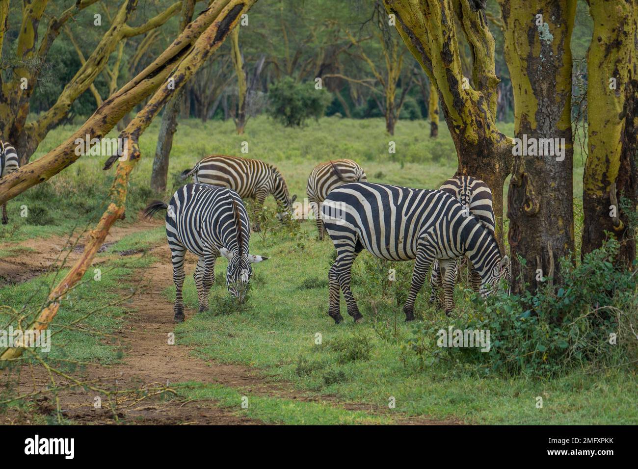 Zebra africana selvaggia Foto Stock