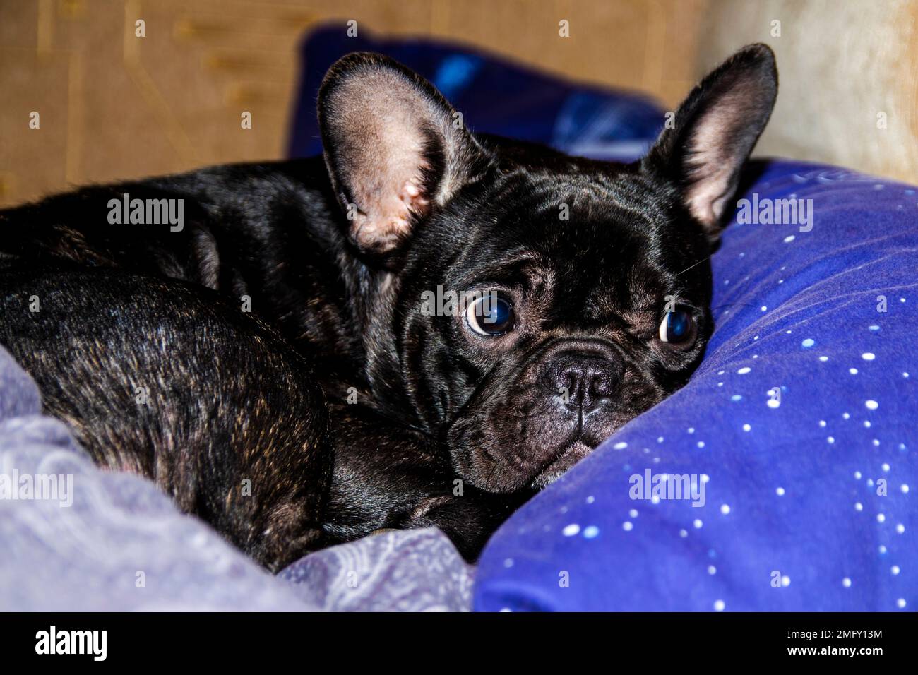 Primo piano ritratto di un bulldog francese nero che giace blu su un cuscino Foto Stock