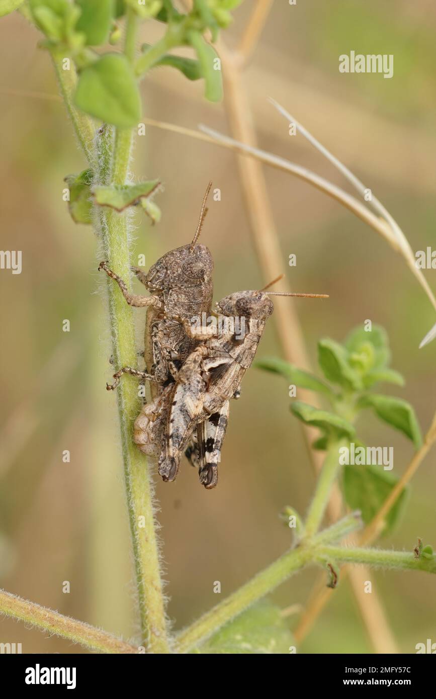 Primo piano dettagliato su una copluazione di un paio di comuni Maquis Grasshopper, Pezotettix giornae, nella vegetazione Foto Stock