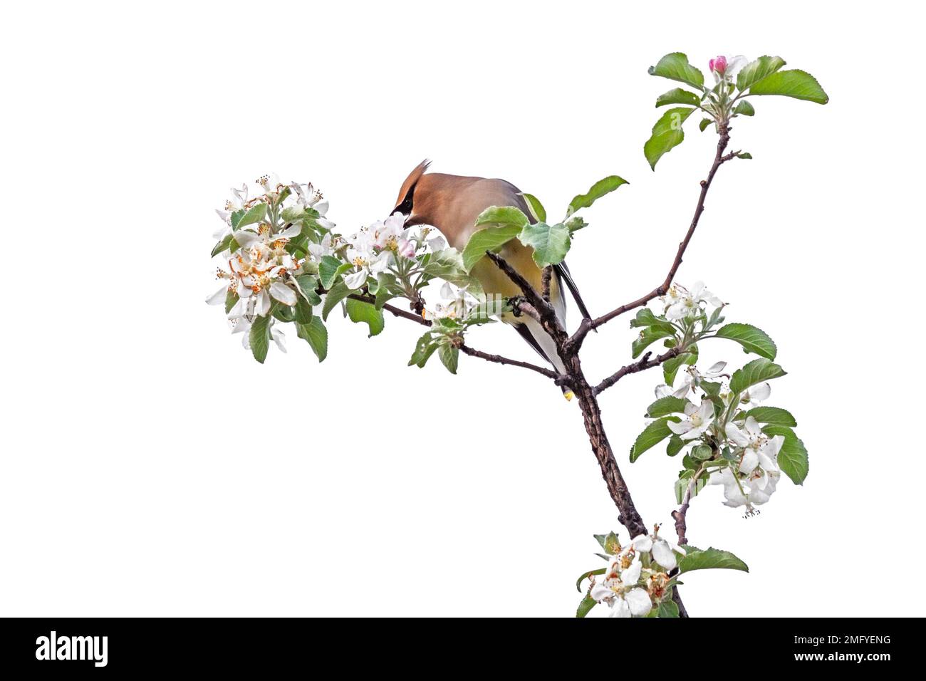 Un waxwing di cedro appollaiato sopra un albero della mela che mangia i relativi fiori, fondo bianco Foto Stock