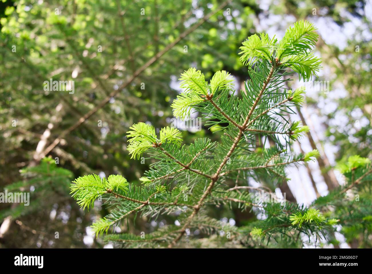 Abete rosso o abete rami giovani nella foresta. Abete rosso in fiore in primavera, primo piano. Messa a fuoco selettiva. Foto Stock