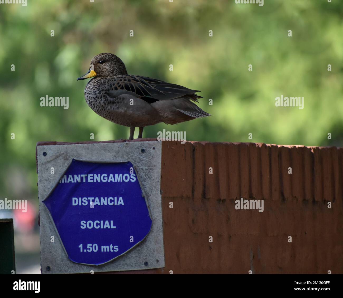 Anatra con fattura gialla (Anas flavirostris) a Buenos Aires, segno spagnolo dice: Mantenere l'allontanamento sociale Foto Stock