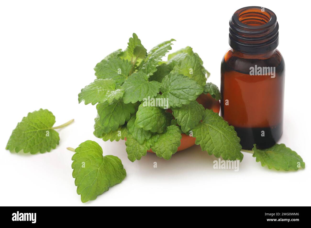 Foglie di balsamo al limone con olio essenziale estratto in bottiglia Foto Stock