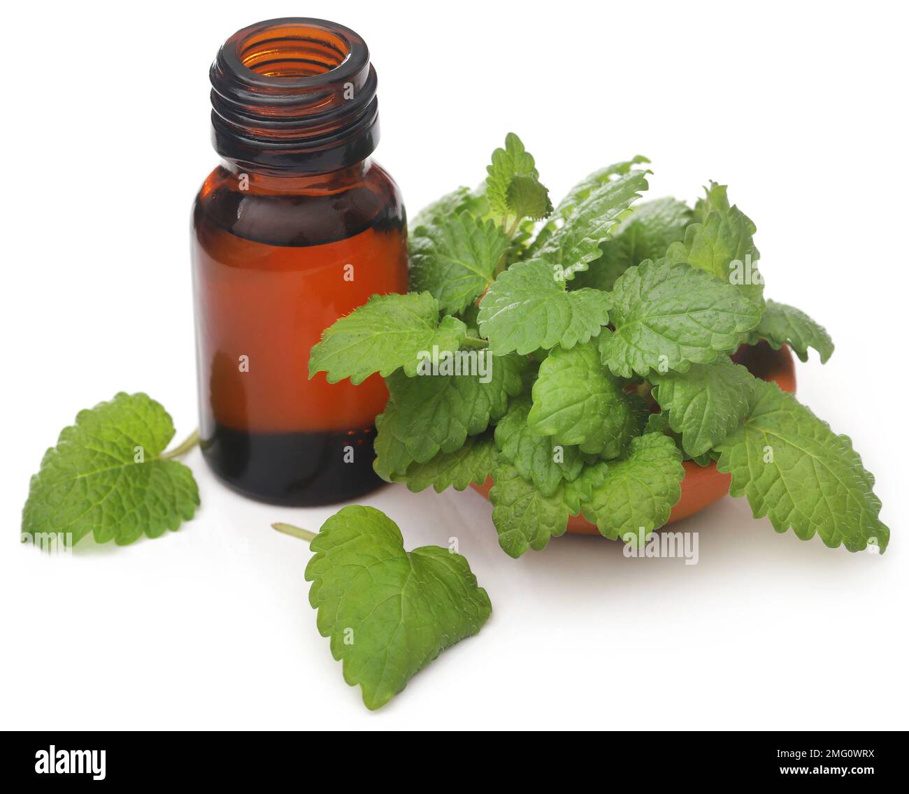 Foglie di balsamo al limone con olio essenziale estratto in bottiglia Foto Stock