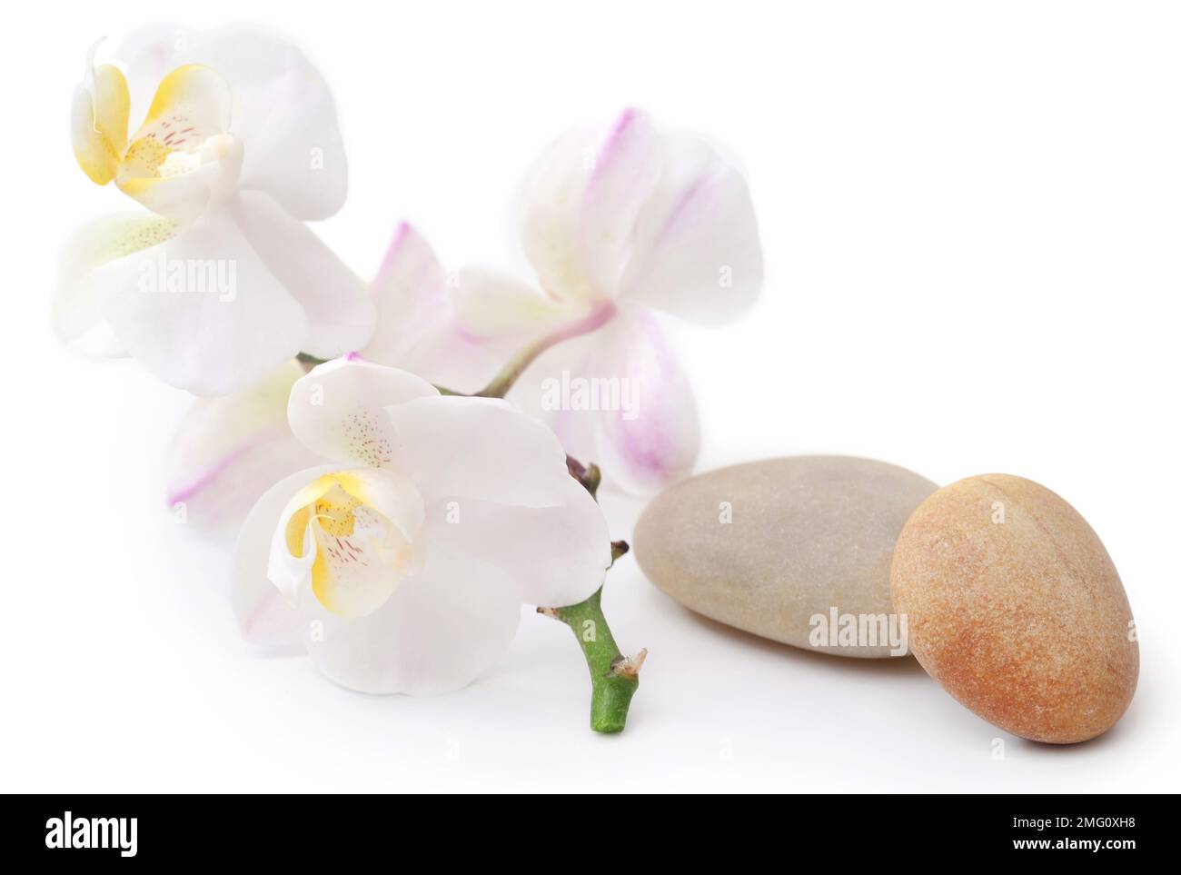 Spa in pietra con fiori di orchidea su sfondo bianco Foto Stock