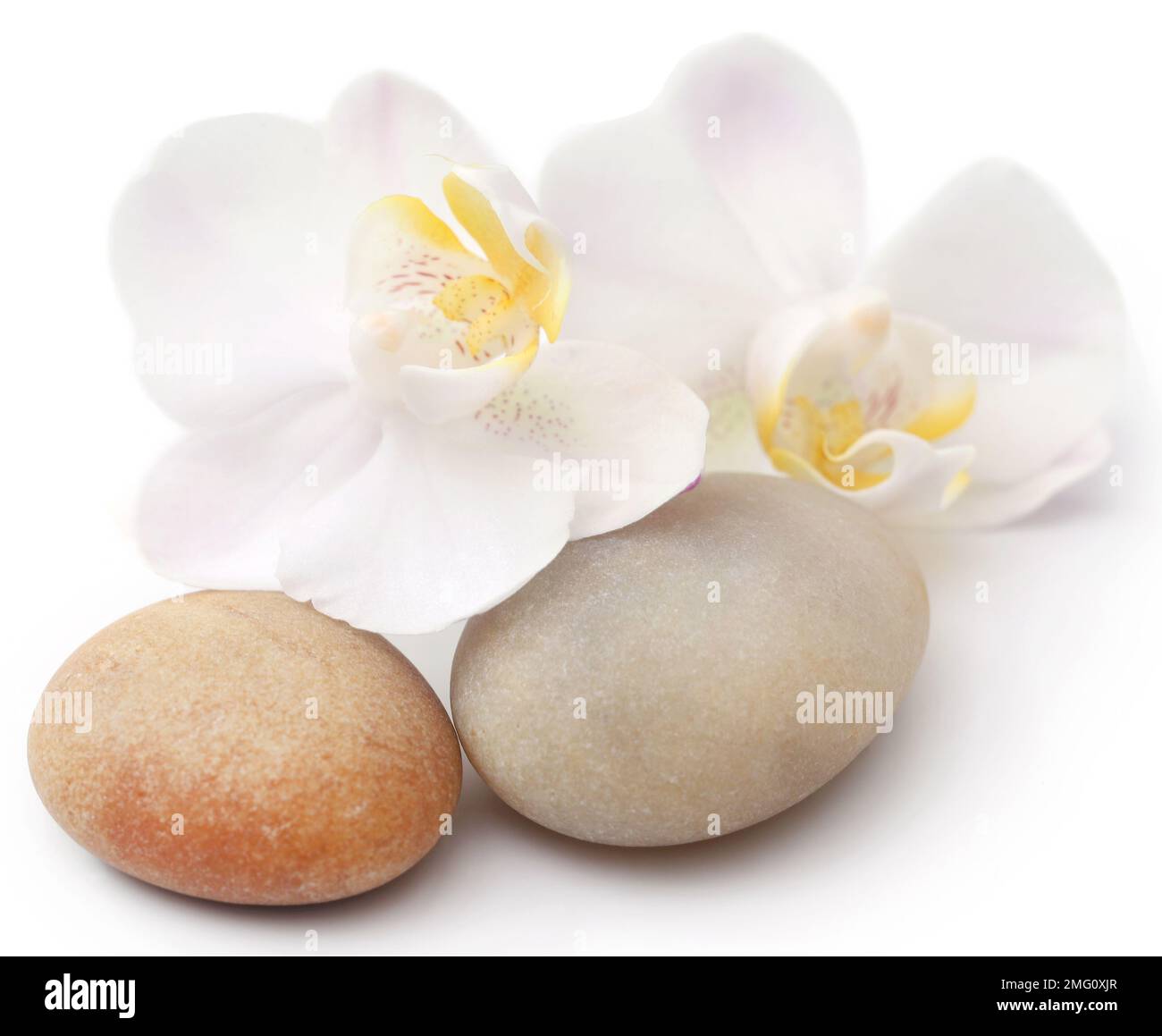 Spa in pietra con fiori di orchidea su sfondo bianco Foto Stock