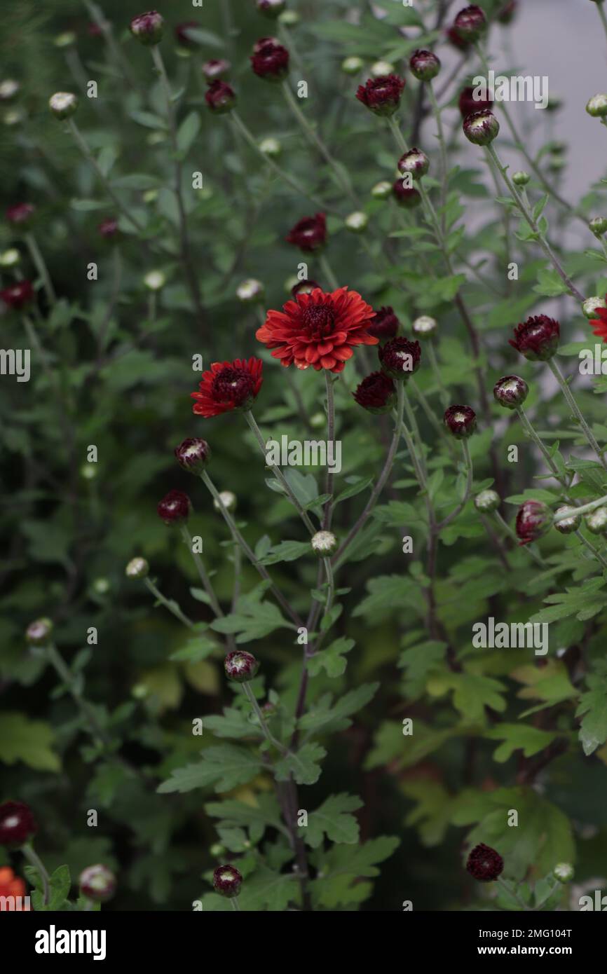 Fiore rosso Chrysanthemum in natura. Maroon Chrysanthemum. Goldfield Chrysanthemum Foto Stock