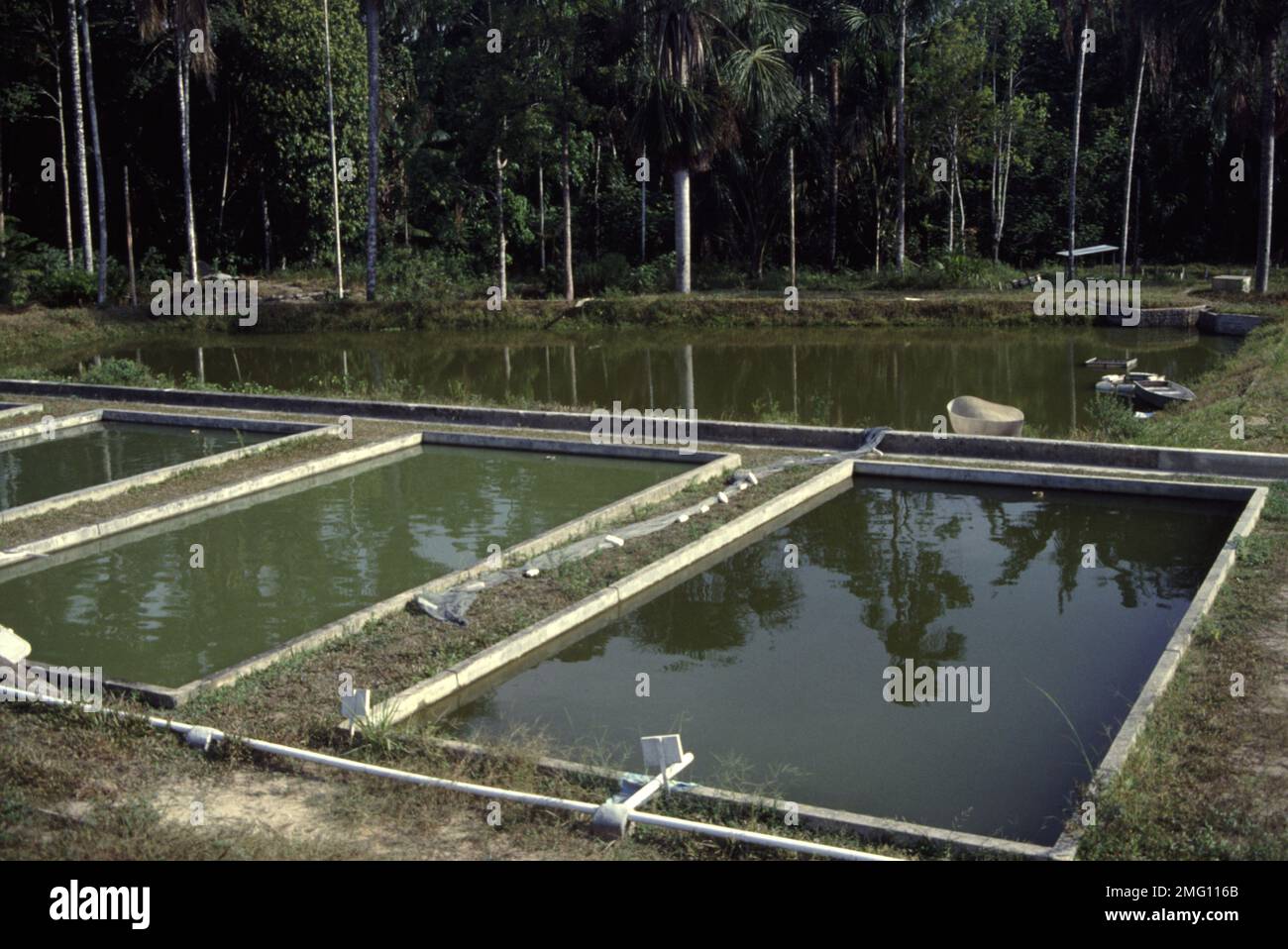 Stagni per colture di pesci sperimentali di PACU (Colossoma sp.) Presso l'Amazon National Research Institute, Manaus, Brasile Foto Stock