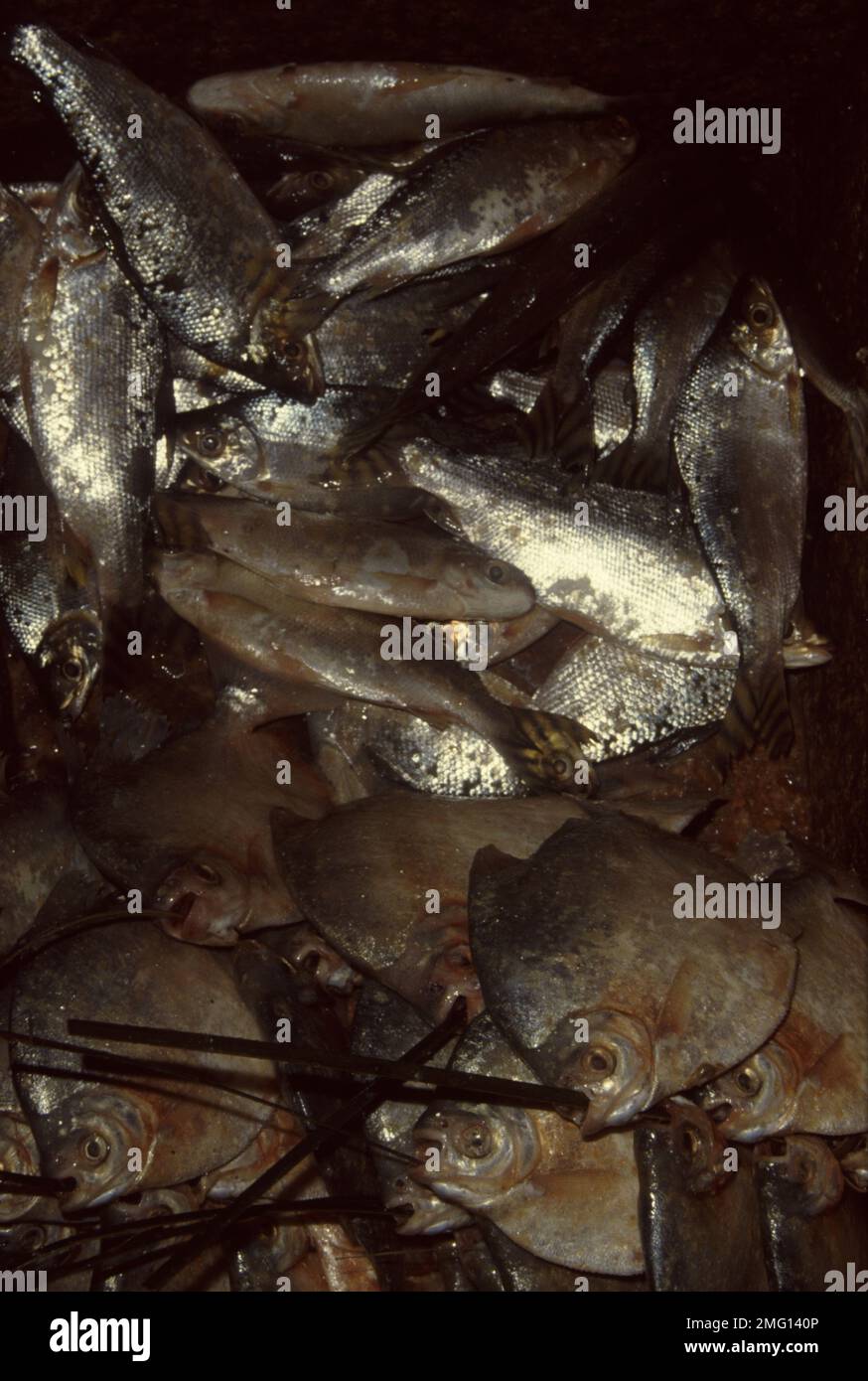 Sala di risveglio (Colossoma spp.) E altri pesci amazzonici in vendita al mercato ittico di Manaus, Brasile Foto Stock