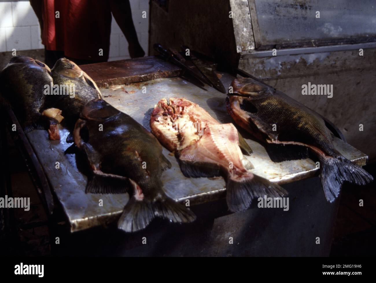 Mercato ittico Manaus, pesci tambaqui e pacu in vendita Foto Stock