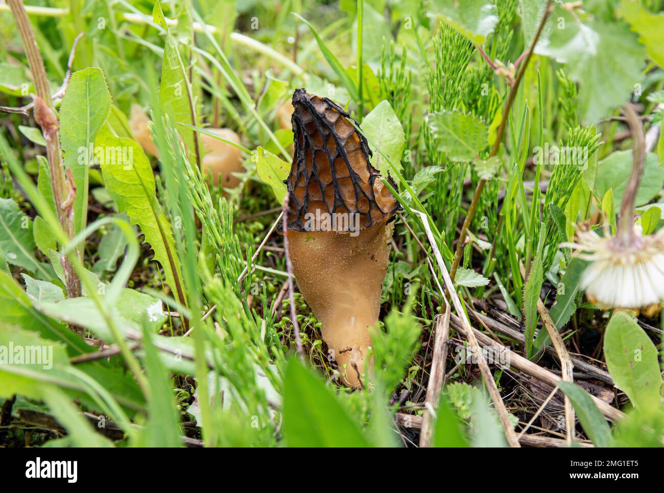 Stagione primavera funghi Morchella conica chiamato morel nero crescere all'aperto su prato. Gustoso raro fungo commestibile. Foto Stock
