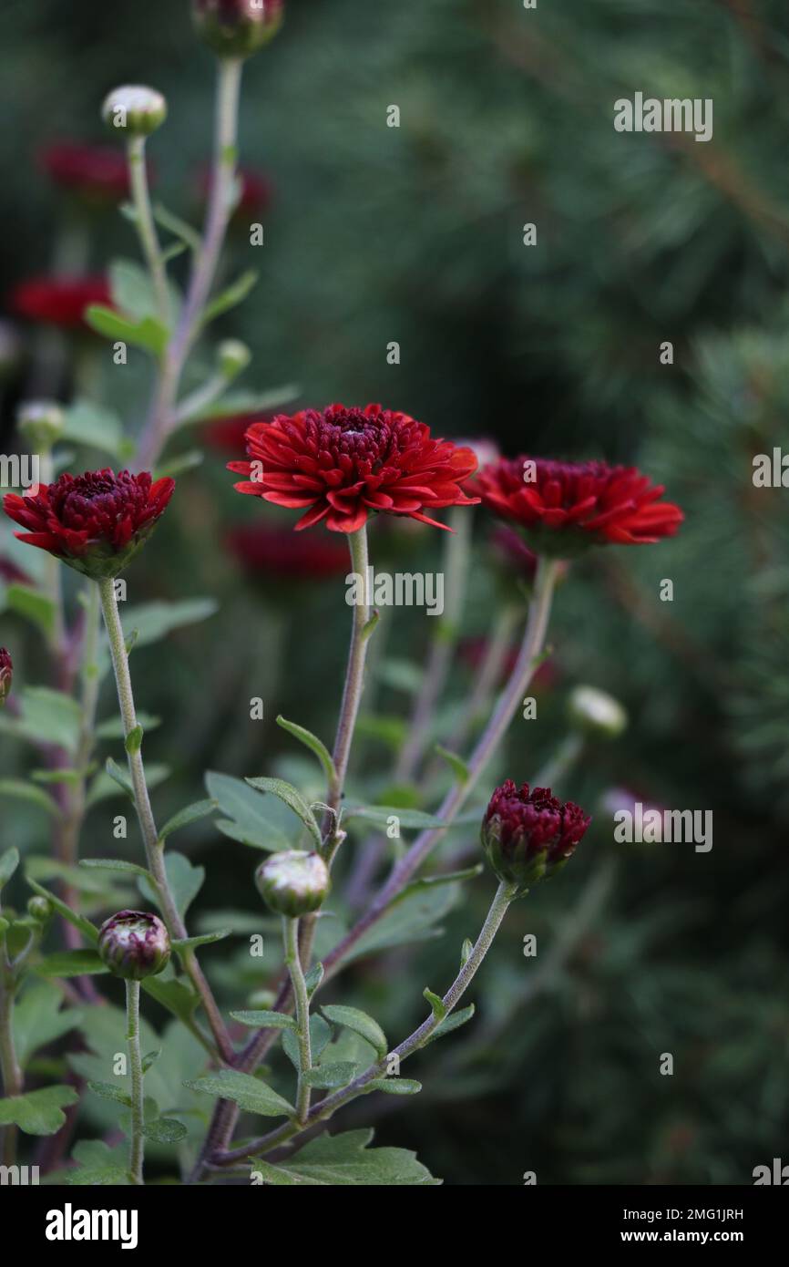 Fiore rosso Chrysanthemum in natura. Maroon Chrysanthemum. Goldfield Chrysanthemum Foto Stock