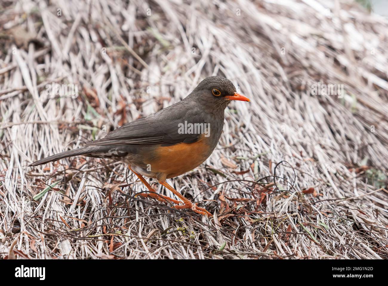 Mughetto abissino, Turdus abyssinicus, adulto singolo arroccato su tetto di paglia, lago Nakuuru, Kenya Foto Stock