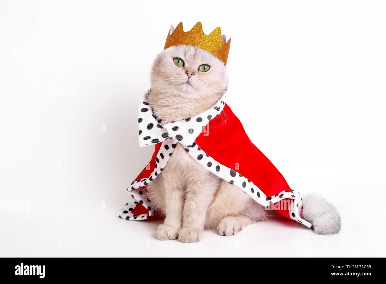 Un lussuoso gatto bianco calmo in una corona dorata e mantello rosso, seduto su uno sfondo bianco Foto Stock