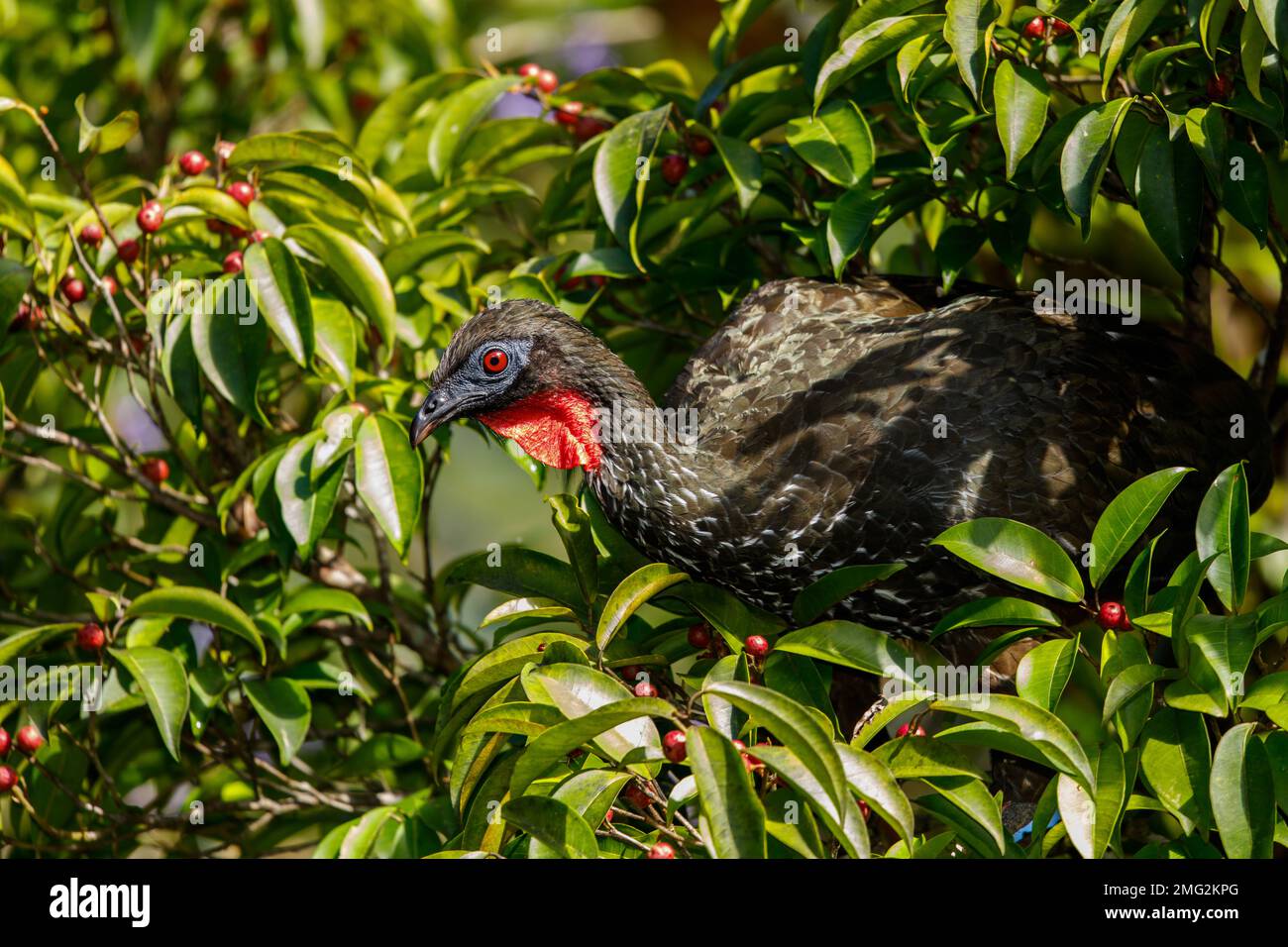 Guan crestato (purpurascens di Penelope) che foraging negli alberi nel parco nazionale del vulcano Arenal, Providencia de Alajuela, Costa Rica. Foto Stock