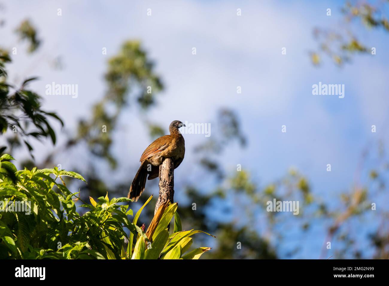 Guan crestato (purpurascens di Penelope) che foraging negli alberi nel parco nazionale del vulcano Arenal, Providencia de Alajuela, Costa Rica. Foto Stock