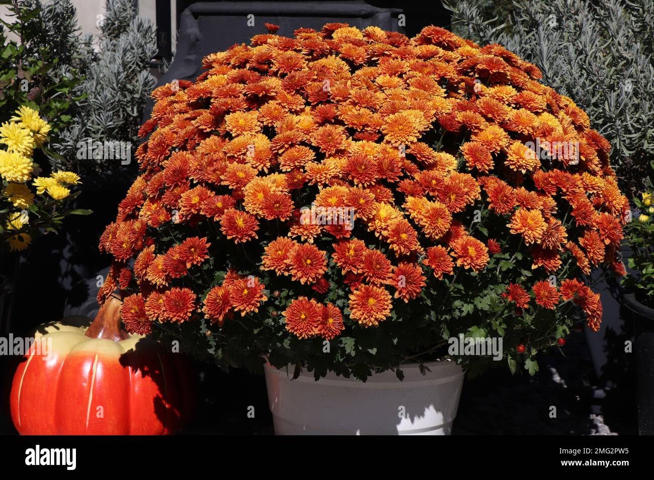 Pentola con crisantemo d'arancia. Decorazione autunnale all'aperto. Arancione piccante giardino mamma Foto Stock