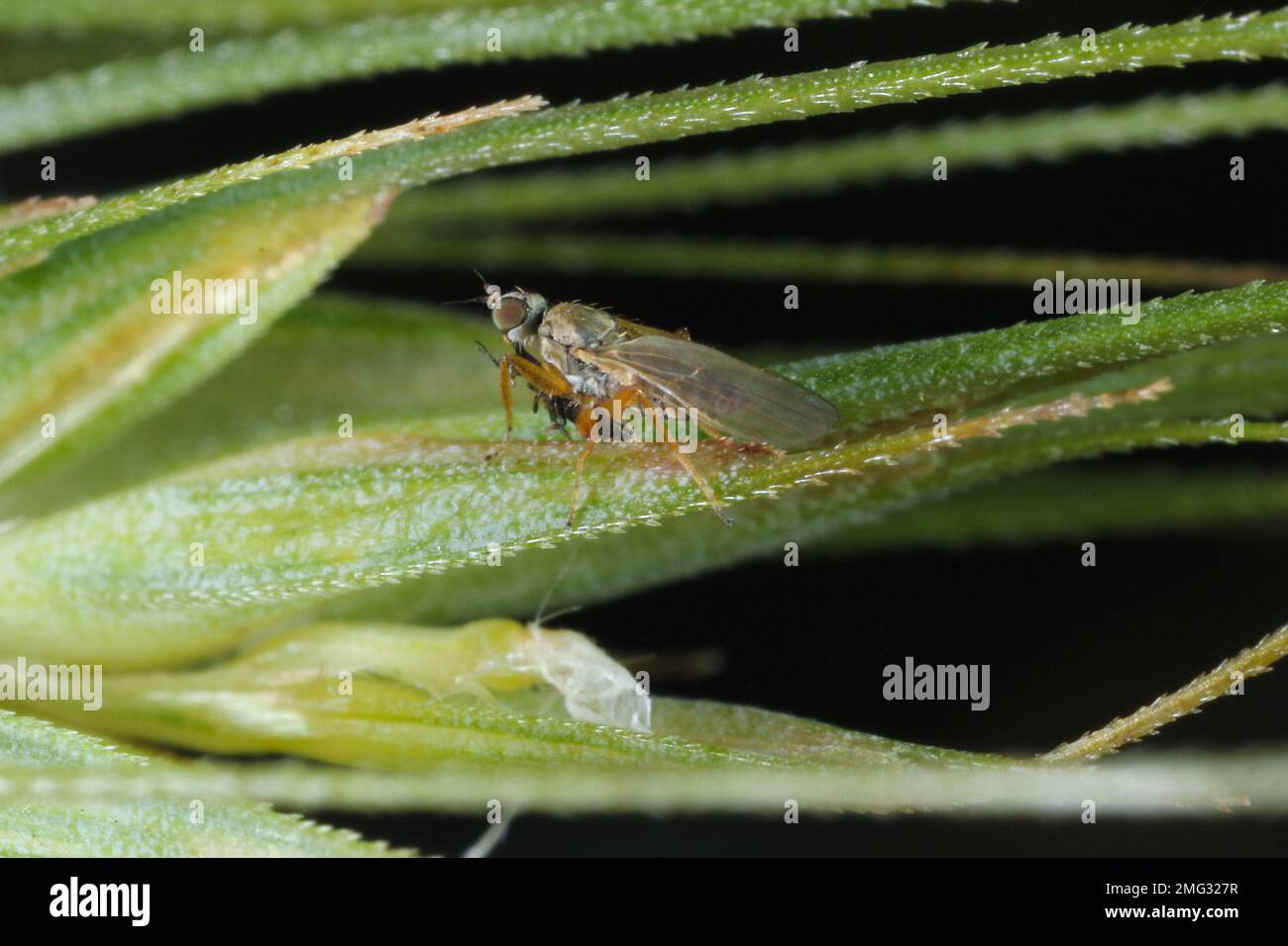 Platypalpus sp. Hybotidae comunemente noto danza vola con la caccia Thrips (Ordine Thysanoptera) su cereali. Foto Stock