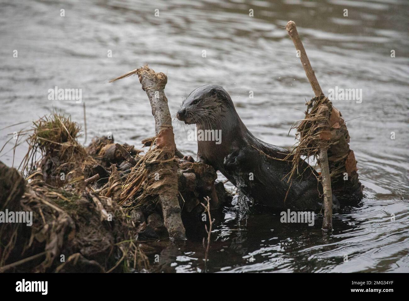 Otter, River Don, Aberdeen, Scozia Foto Stock