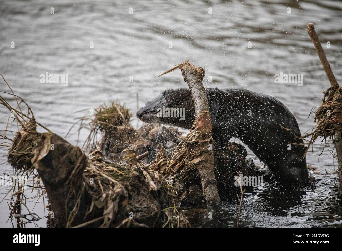 Otter, River Don, Aberdeen, Scozia Foto Stock