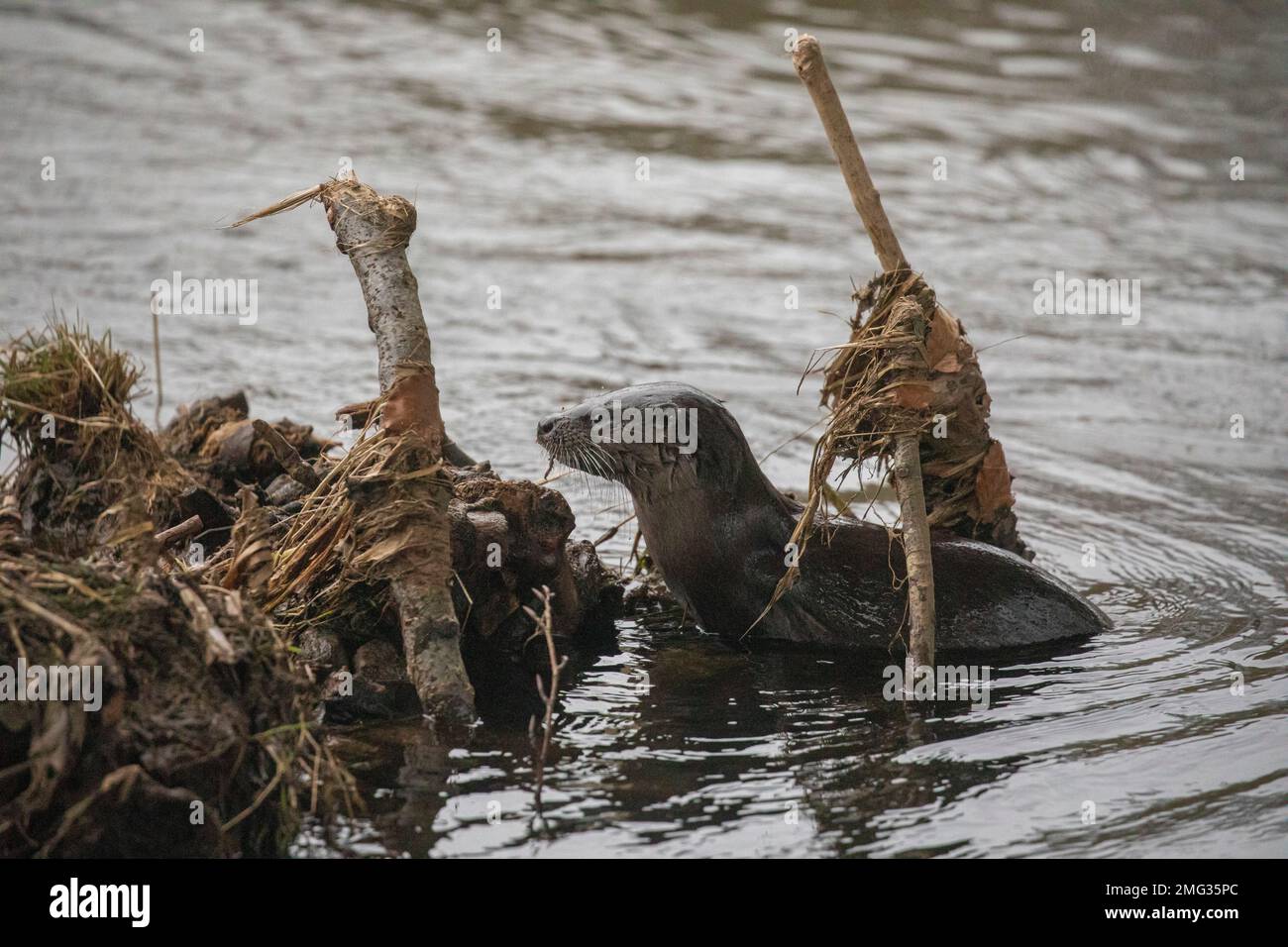 Otter, River Don, Aberdeen, Scozia Foto Stock