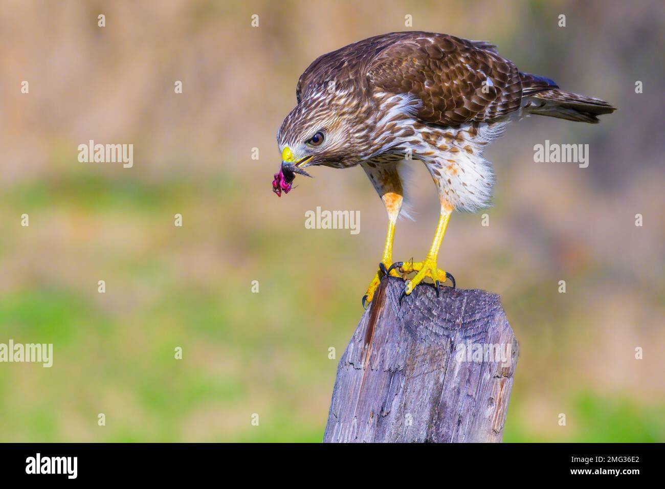 Falco giovane dalle spalle rosse appollaiato su un palo da recinto al Panama City Garden Club. Il falco finisce per mangiare un rospo. Foto Stock