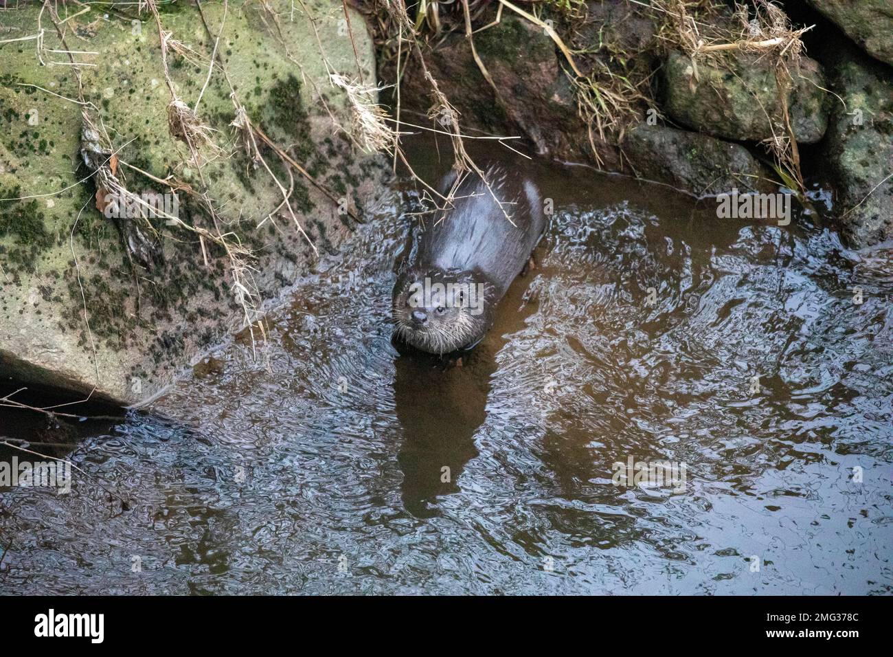 Otter, River Don, Aberdeen, Scozia Foto Stock