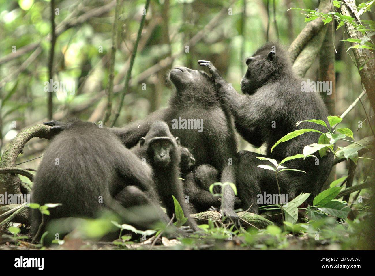 Un gruppo di macachi neri di Sulawesi (Macaca nigra) è fotografato mentre stanno avendo attività sociale nella riserva naturale di Tangkoko, Sulawesi settentrionale, Indonesia. L'impatto del cambiamento climatico sulle specie endemiche può essere visto sul cambiamento del comportamento e della disponibilità alimentare, che influenzano il loro tasso di sopravvivenza. "Come gli esseri umani, i primati si surriscaldano e si disidratano con attività fisica continuata in condizioni climatiche estremamente calde", secondo uno scienziato, Brogan M. Stewart, nel suo rapporto pubblicato nel 2021 sulla conversazione. 'In un futuro più caldo, avrebbero dovuto regolare, riposare e rimanere all'ombra... Foto Stock