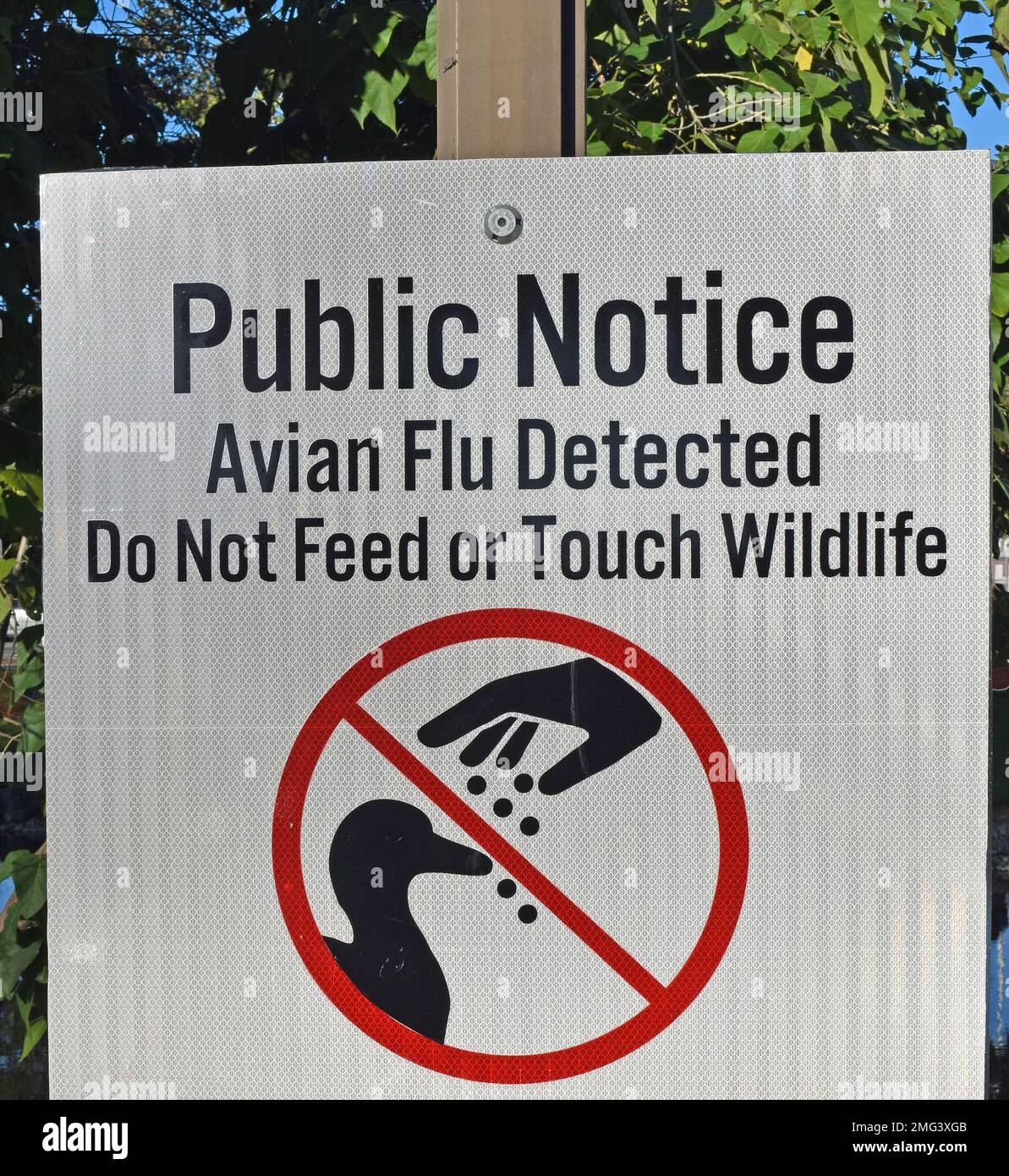 Rilevata influenza aviaria, si prega di non dare da mangiare o toccare animali selvatici, cartello di avviso pubblico presso un laghetto del parco di Union City Civic Center, California Foto Stock