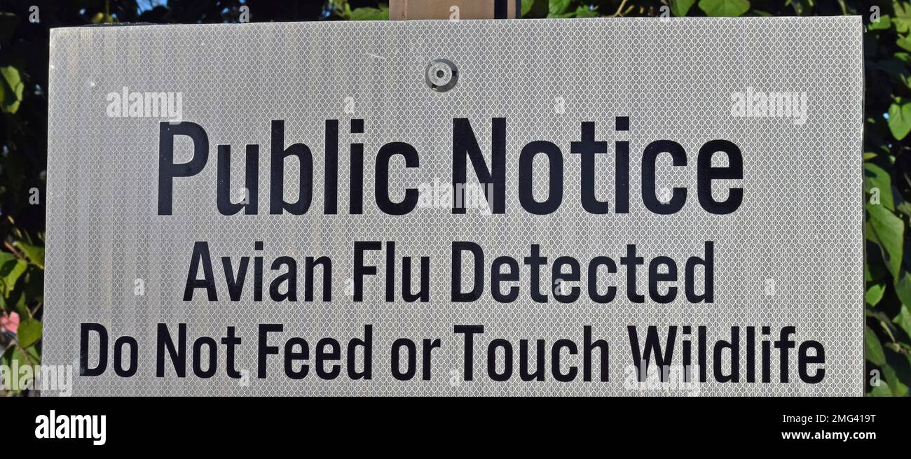 Rilevata influenza aviaria, si prega di non dare da mangiare o toccare animali selvatici, cartello di avviso pubblico presso un laghetto del parco di Union City Civic Center, California Foto Stock