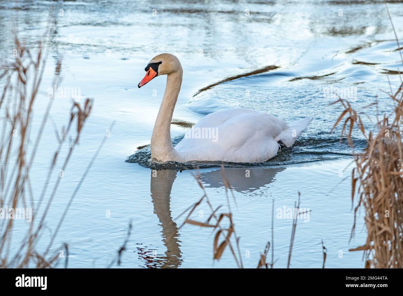 Mute Swan, (Cygnus olor), presso Ury Riverside Park, River Ury, Aberdeenshire, Scotland, UK Foto Stock