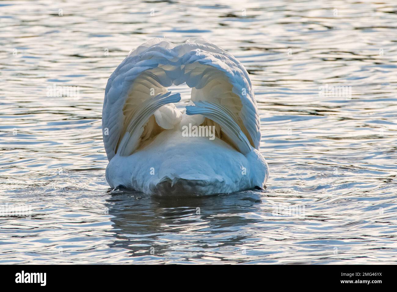 Mute Swans, (Cygnus olor), presso Haddo Country Park, Aberdeenshire, Scozia, Regno Unito Foto Stock