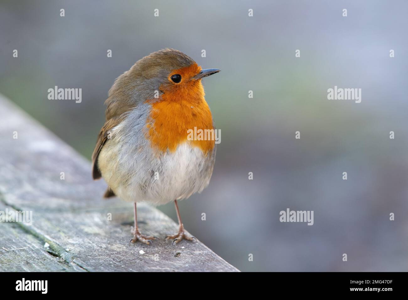 European Robin, (Erithacus rubecula), Haddo Country Park, Aberdeenshire, Scozia, REGNO UNITO Foto Stock