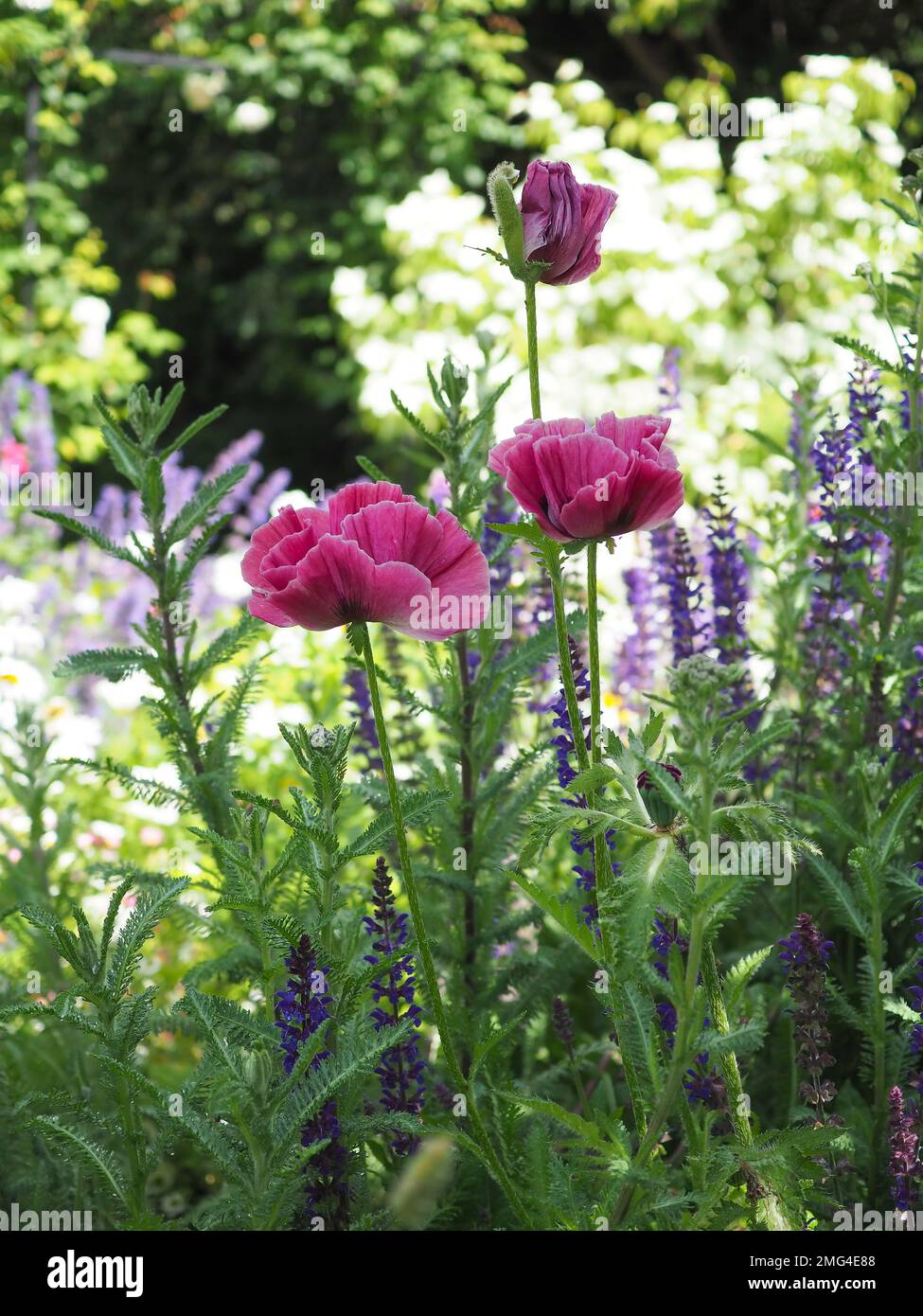 Foto a livello degli occhi di tre papaveri di Papaver orientale 'Pampy's Plum' in un giardino inglese al confine in un giorno di sole estate Foto Stock