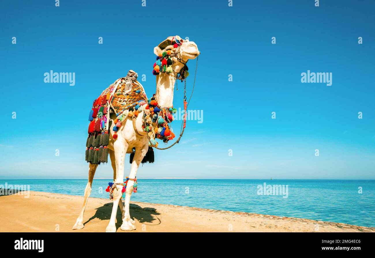 Un bel cammello dal look fiero e soddisfatto si erge sullo sfondo del mare. Sulla museruola c'è un cappello e degli occhiali. Il concetto di turismo adv Foto Stock