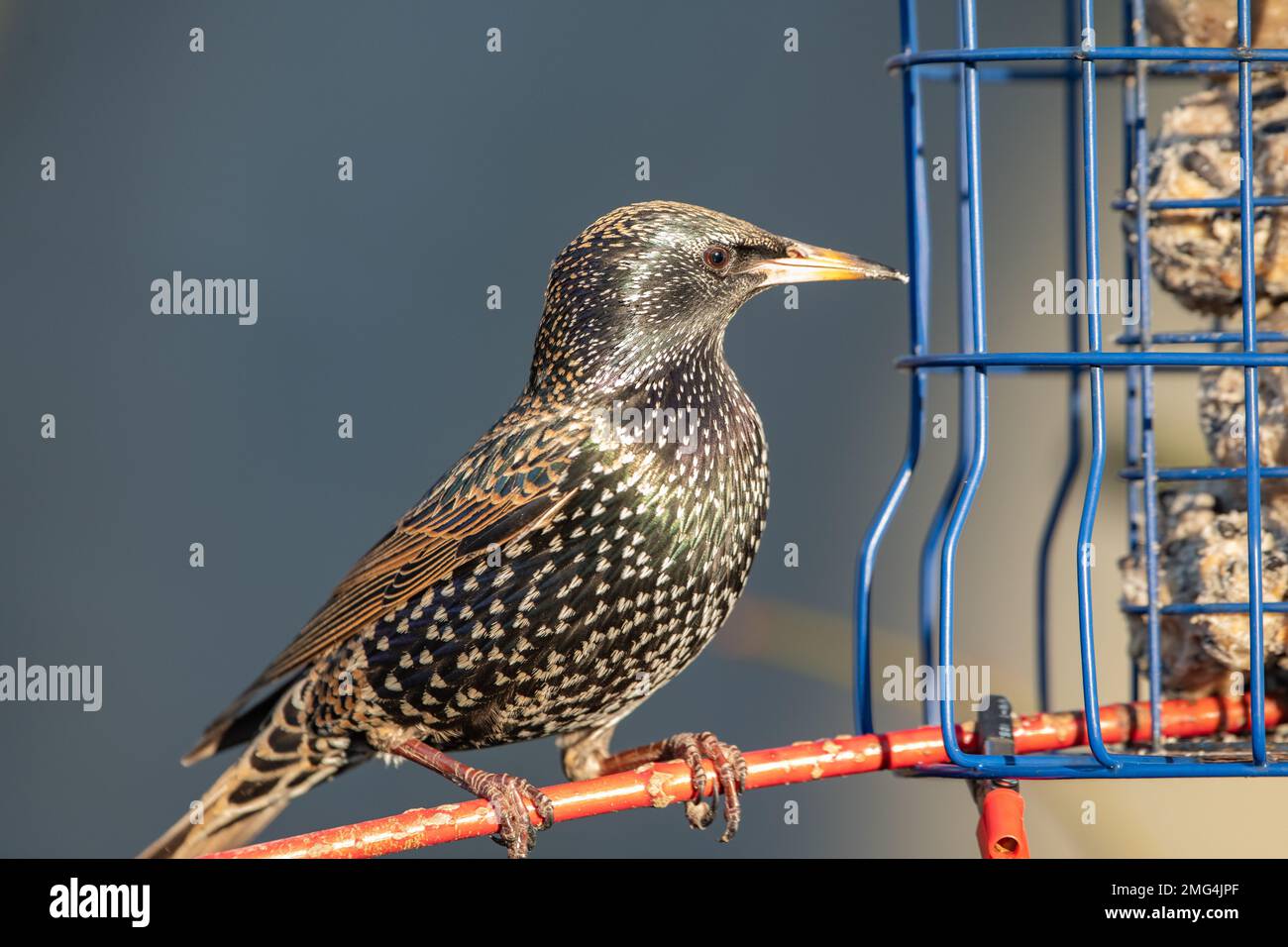 Starling, (Sturnus vulgaris), su un alimentatore, Insch, Aberdeenshire, Scozia, Regno Unito Foto Stock