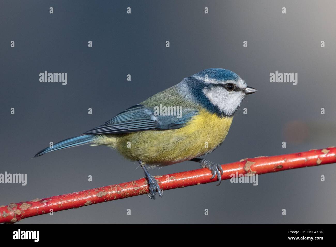 Blue tit, (Cyanistes caeruleus), su fusto di dogwood, Insch, Aberdeenshire, Scozia, Regno Unito Foto Stock