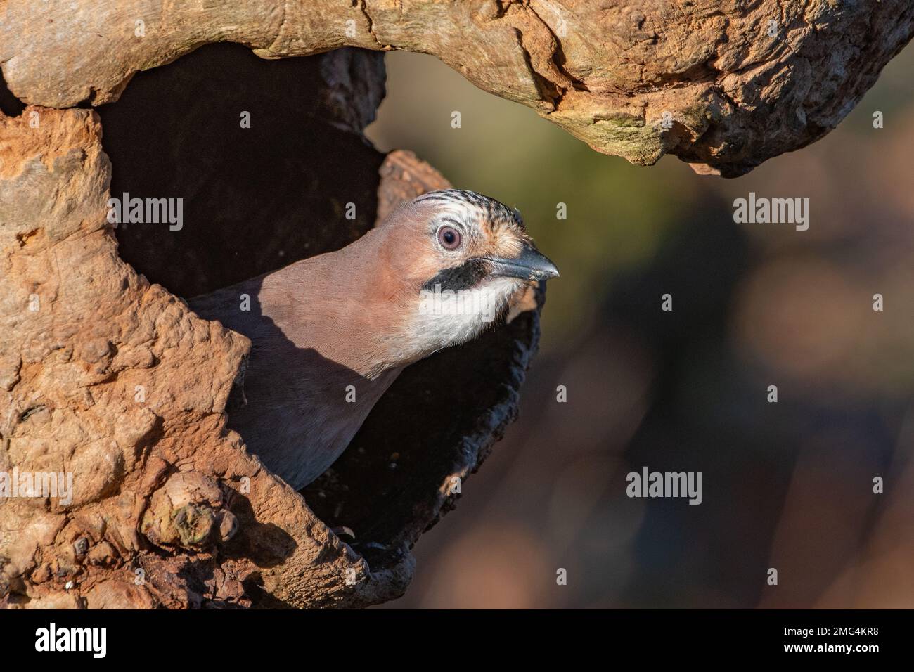 Jay, (Garrulus glandarius), Insch, Aberdeenshire, Scozia, REGNO UNITO Foto Stock