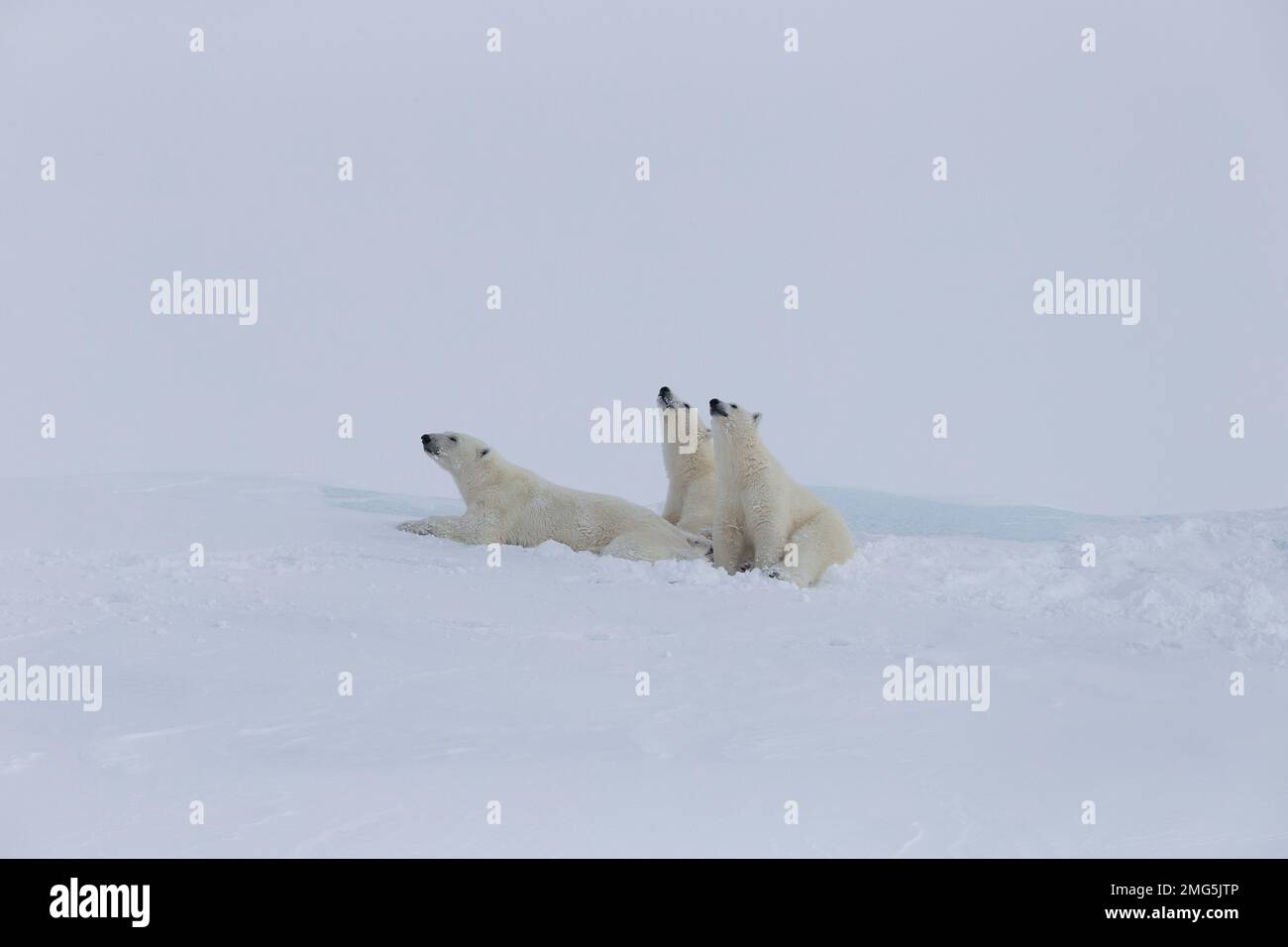 Orsi polari di Baffin Island Foto Stock