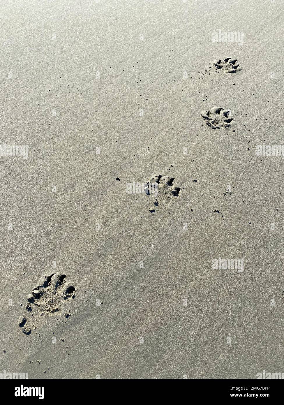 stampe di cani sulla spiaggia di sabbia Foto Stock