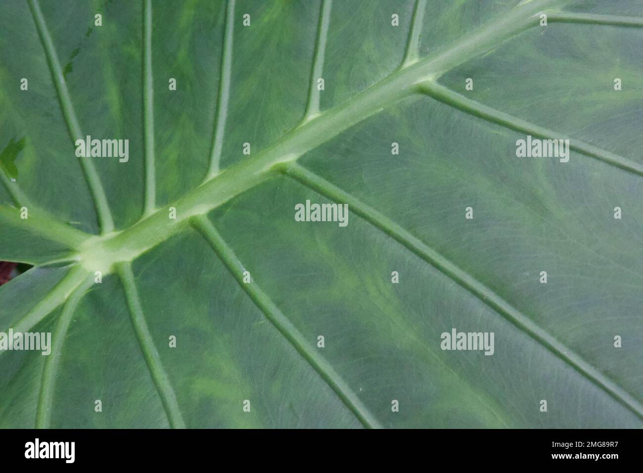 Retro di una grande foglia di Colocasia, chiamata anche pianta dell'orecchio dell'elefante, che mostra le vene e la consistenza della foglia. Primo piano con linee diagonali. Foto Stock