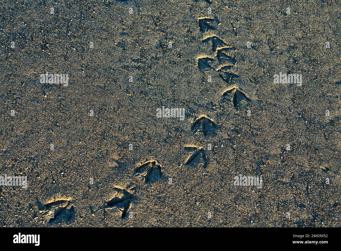 Shorebird stampa sulla spiaggia di sabbia vicino all'oceano nel sud-est dell'Alaska. Foto Stock