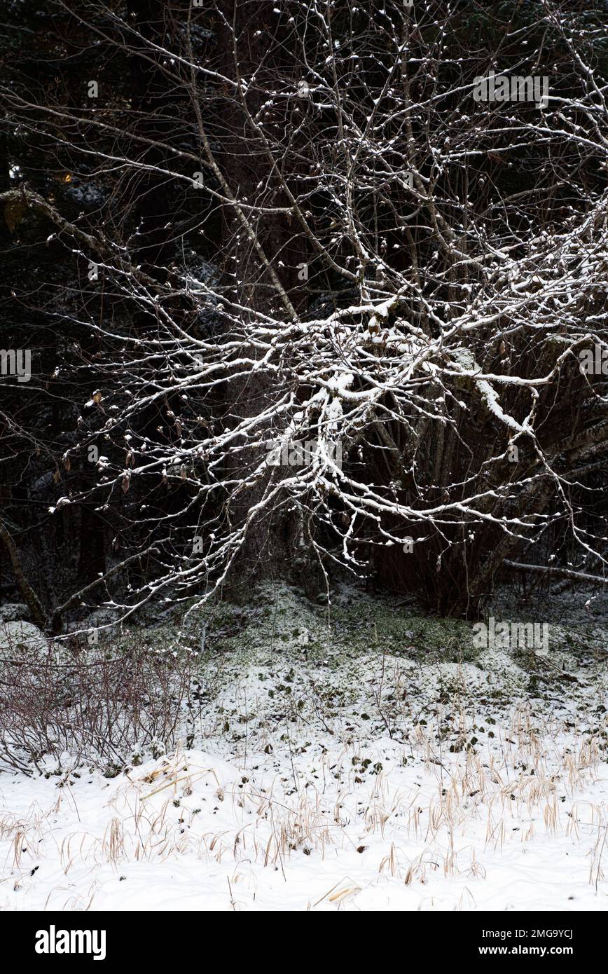 L'ontano si dirama ai margini della foresta nel sud-est dell'Alaska dopo una leggera neve. Foto Stock