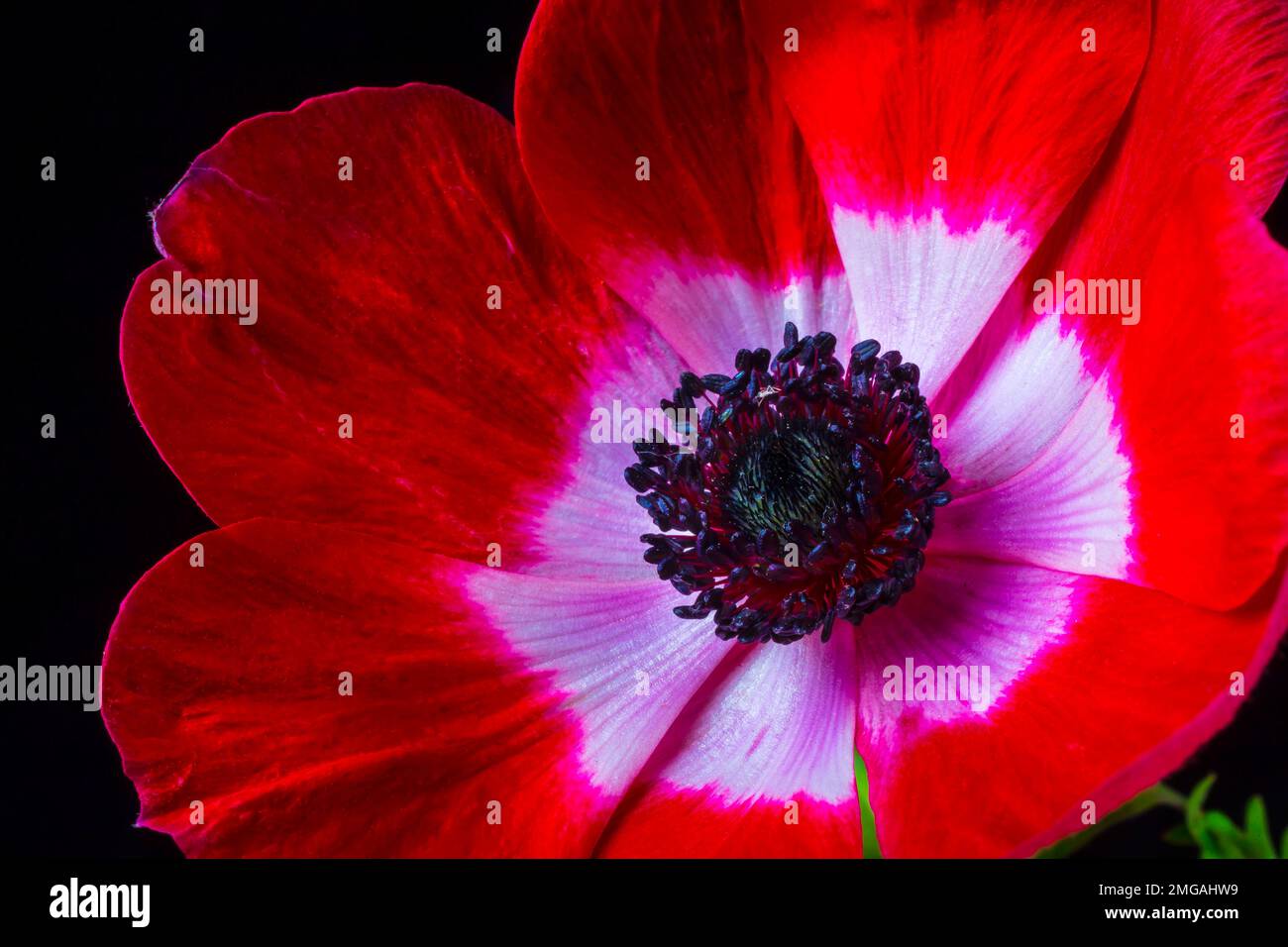 Rosso Islanda Poppy Foto Stock