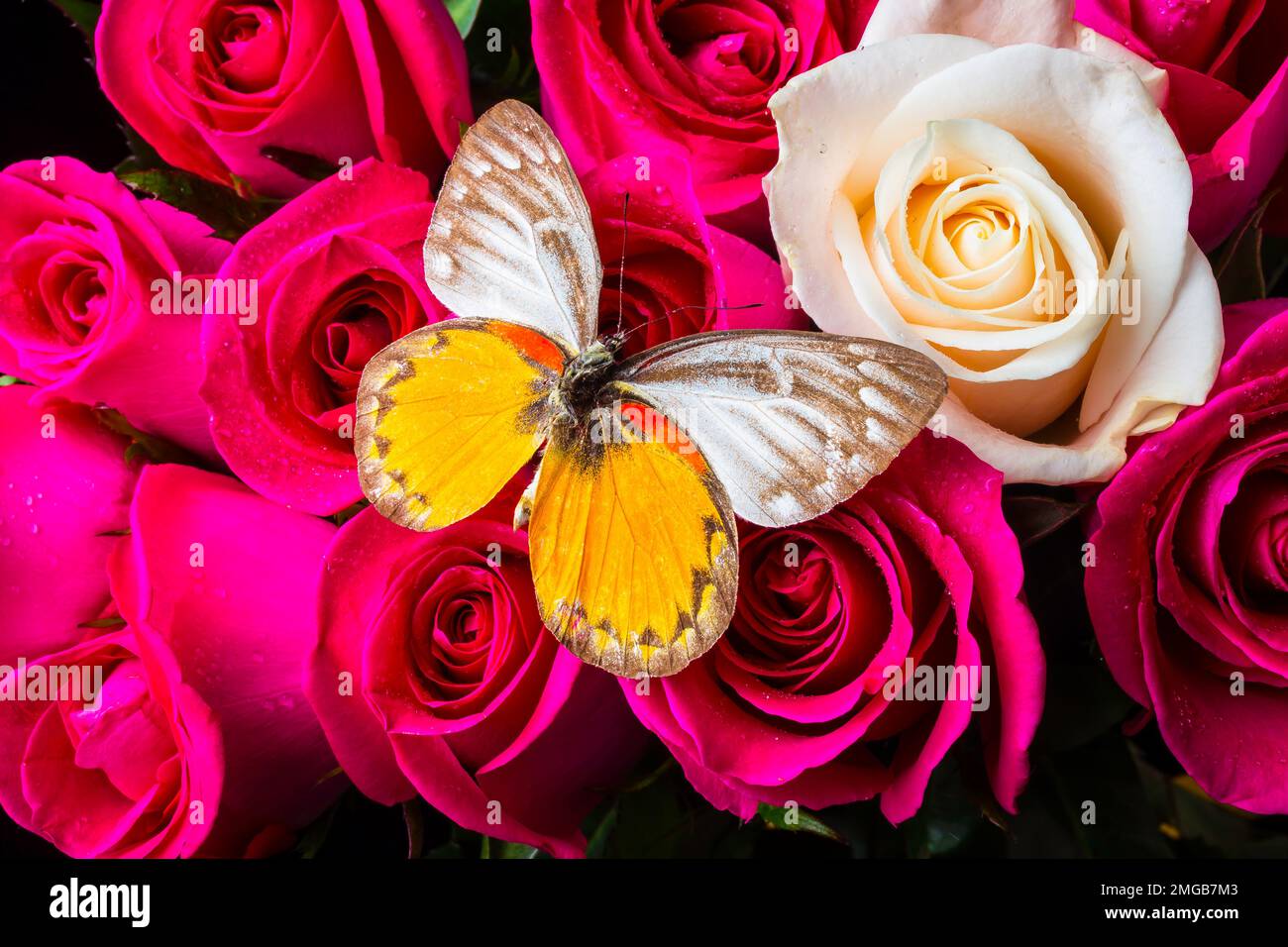 Farfalla sulle rose bianche rosse Foto Stock