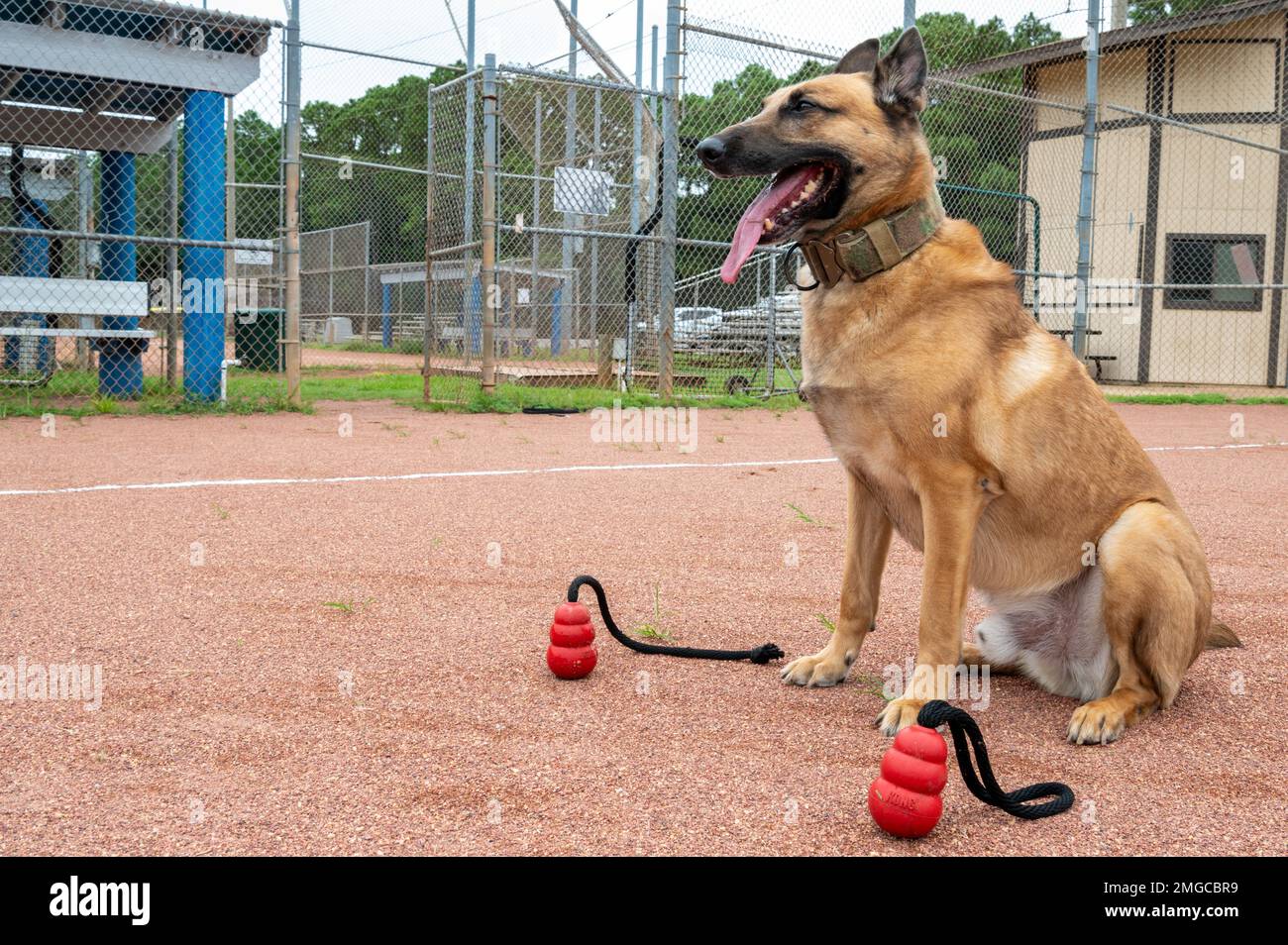 Ronny, un cane da lavoro militare di Squadron delle forze speciali di sicurezza del 1st in pensione, si prepara ad eseguire le linee centrali il 23 agosto 2022 a Hurlburt Field, Florida. Nel corso della sua carriera, Ronny è stato un elemento chiave di 30 missioni di successo, tra cui il supporto diretto al presidente degli Stati Uniti Joe Biden, nonché l'ex-statunitense Presidente Donald Trump, ex Stati Uniti Il Vice Presidente Mike Pence e alcuni funzionari del Dipartimento di Stato, tra gli altri. Inoltre, Ronny si è schierato nel villaggio di Eskan, in Arabia Saudita. Foto Stock