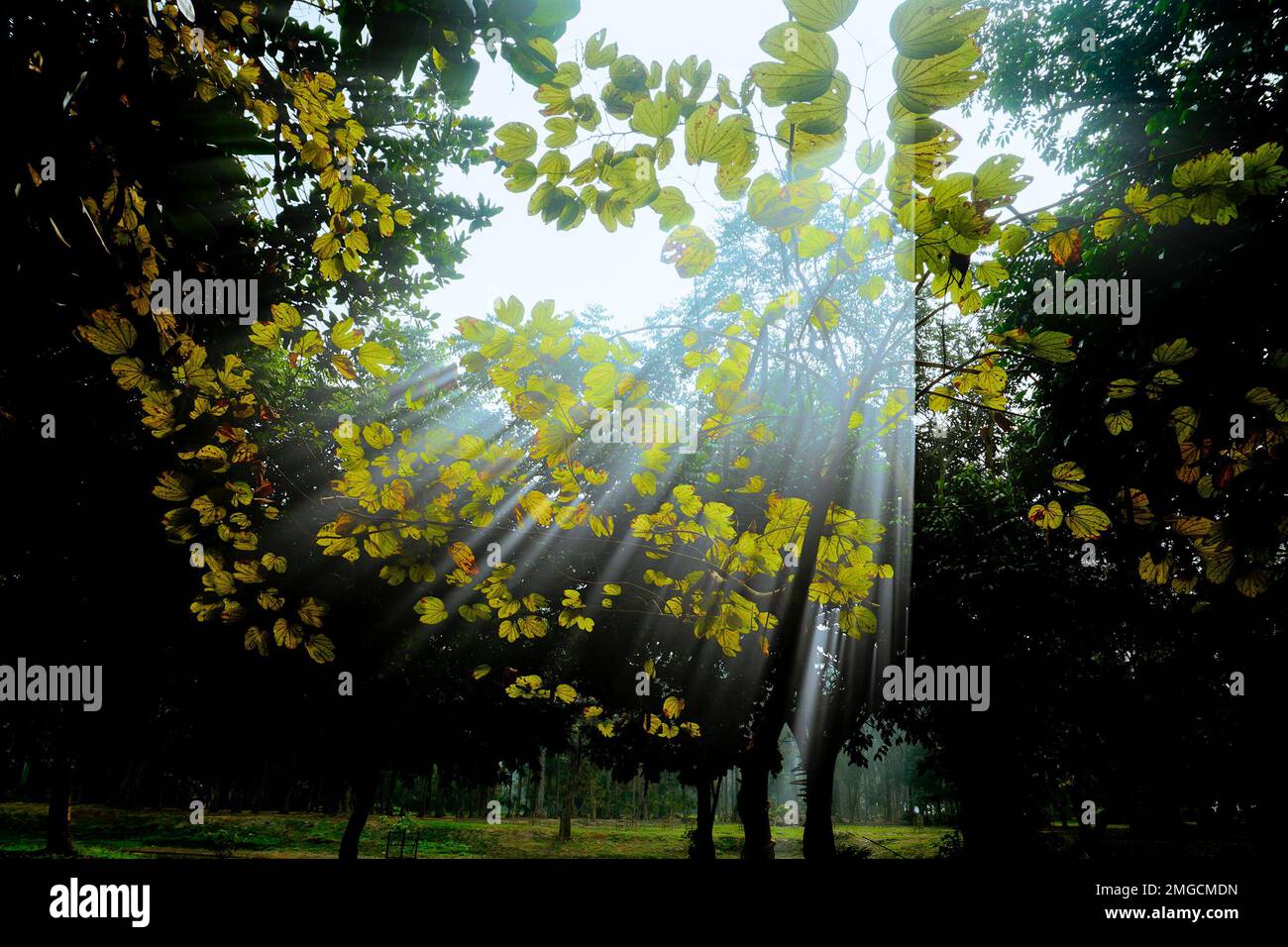 I tranquilli raggi del sole che scendono attraverso il fogliame nella mattina d'inverno, Howrah, Bengala Occidentale, India. Foglie verde scuro sullo sfondo. Foto Stock