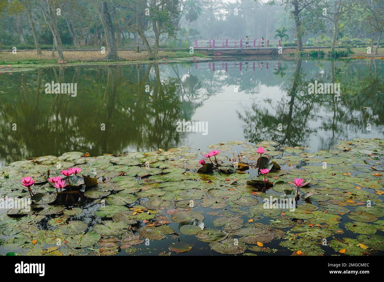 Vista colorata di uno stagno pieno di foglie di Ninfea , piante acquatiche, comunemente note come gigli d'acqua. Immagine invernale indiana. Girato a Howrah. Foto Stock