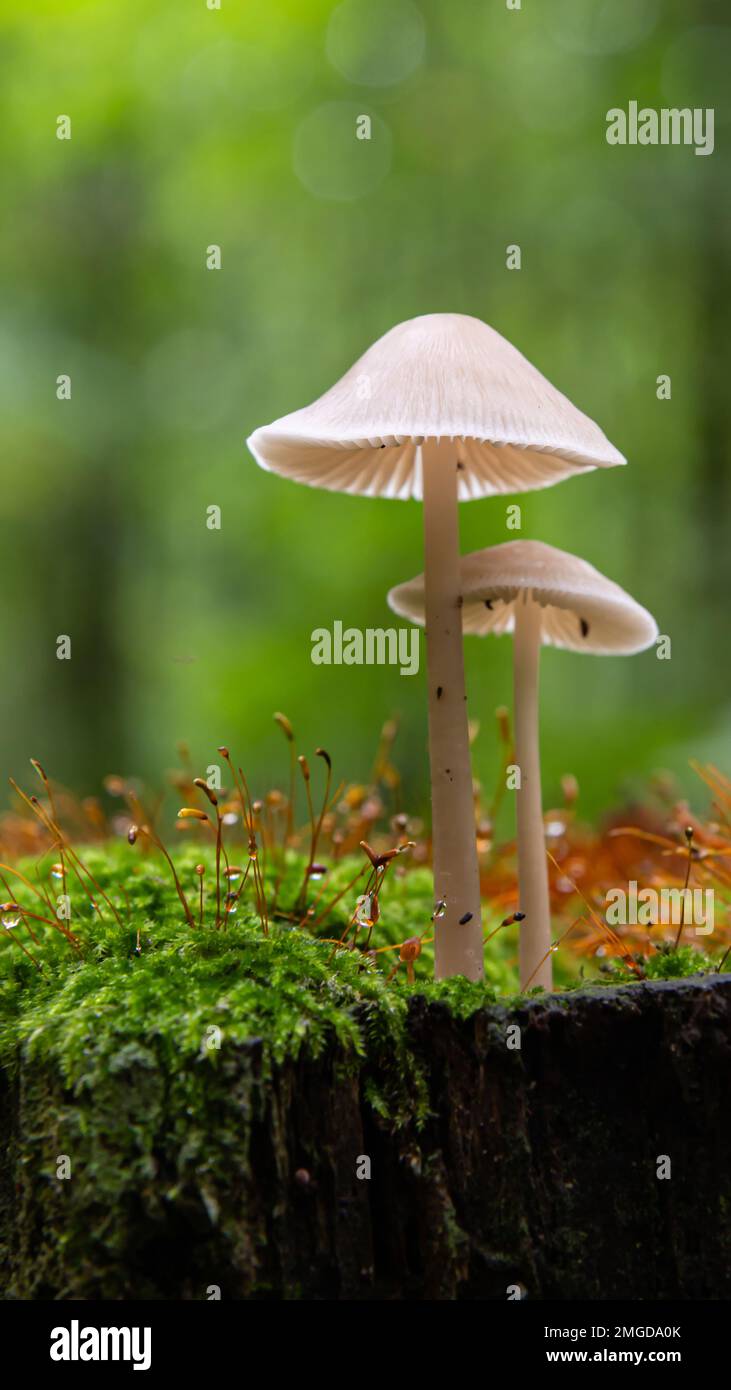 Bella vista dettagliata della foresta di funghi. La raccolta di funghi. Foto di funghi, foresta foto, sullo sfondo della foresta Foto Stock